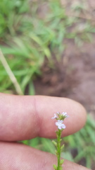 Verbena carolina