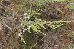 Erica cyathiformis