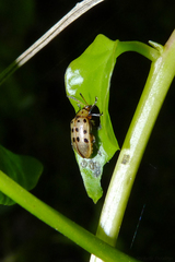 Plectonycha correntina