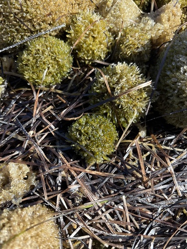 Valonia aegagropila observed 2025-09-03