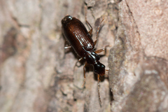 Dromius quadraticollis