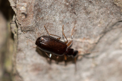 Dromius quadraticollis