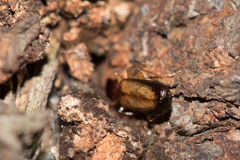 Dromius schneideri