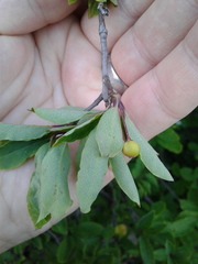 Ilex mucronata image