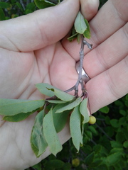 Ilex mucronata image