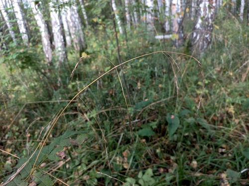 Schedonorus giganteus iNat (3)