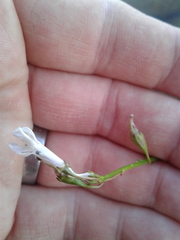 Lobelia dortmanna image