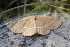 Trisateles emortualis