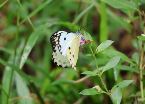 Calypso Caper White