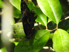 Morpho helenor montezuma