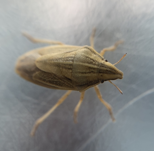Aelia acuminata