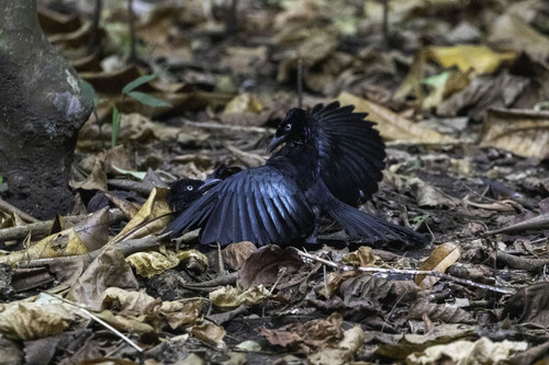 Hair-Crested Drongo