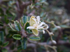 Atamisquea emarginata