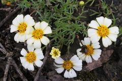 Thymophylla aurantiaca