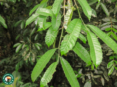 Sorocea