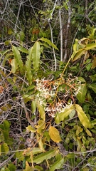 Ixora platythyrsa
