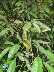 Sorocea