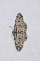 Iridopsis vellivolata