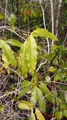 Ixora platythyrsa