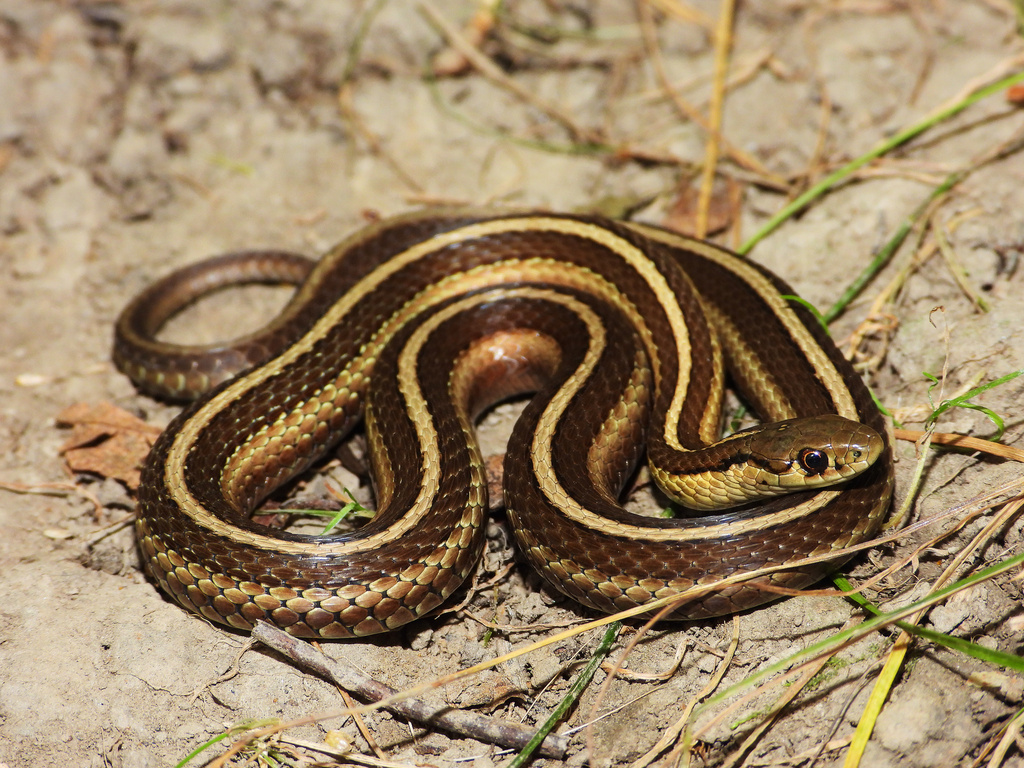 Shorthead Garter Snake