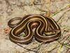 Short-headed Garter Snake - Photo (c) Yinan Li, some rights reserved (CC BY-NC), uploaded by Yinan Li