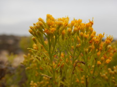 Xylothamia diffusa