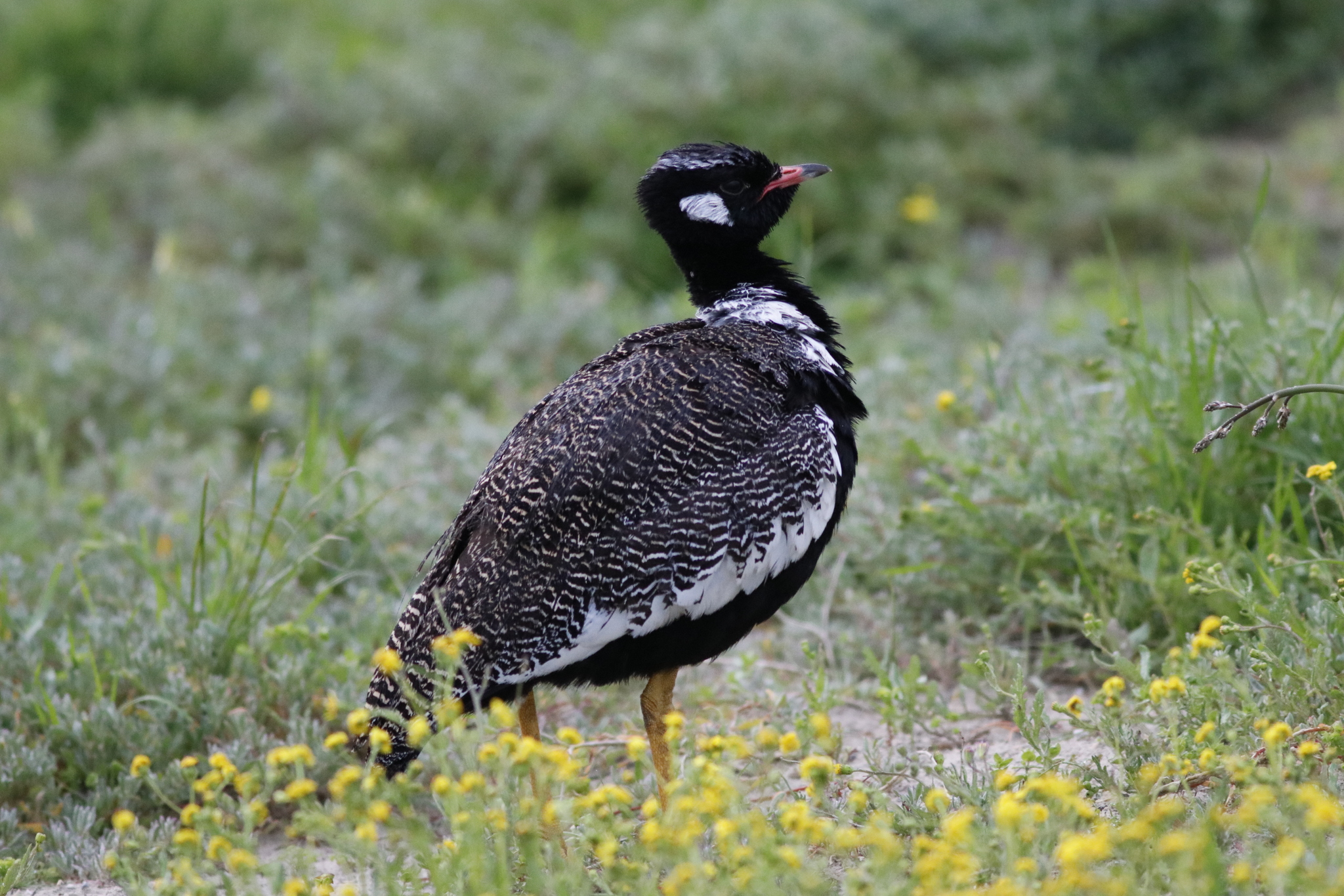Southern Black Korhaan (Afrotis afra), photo 7