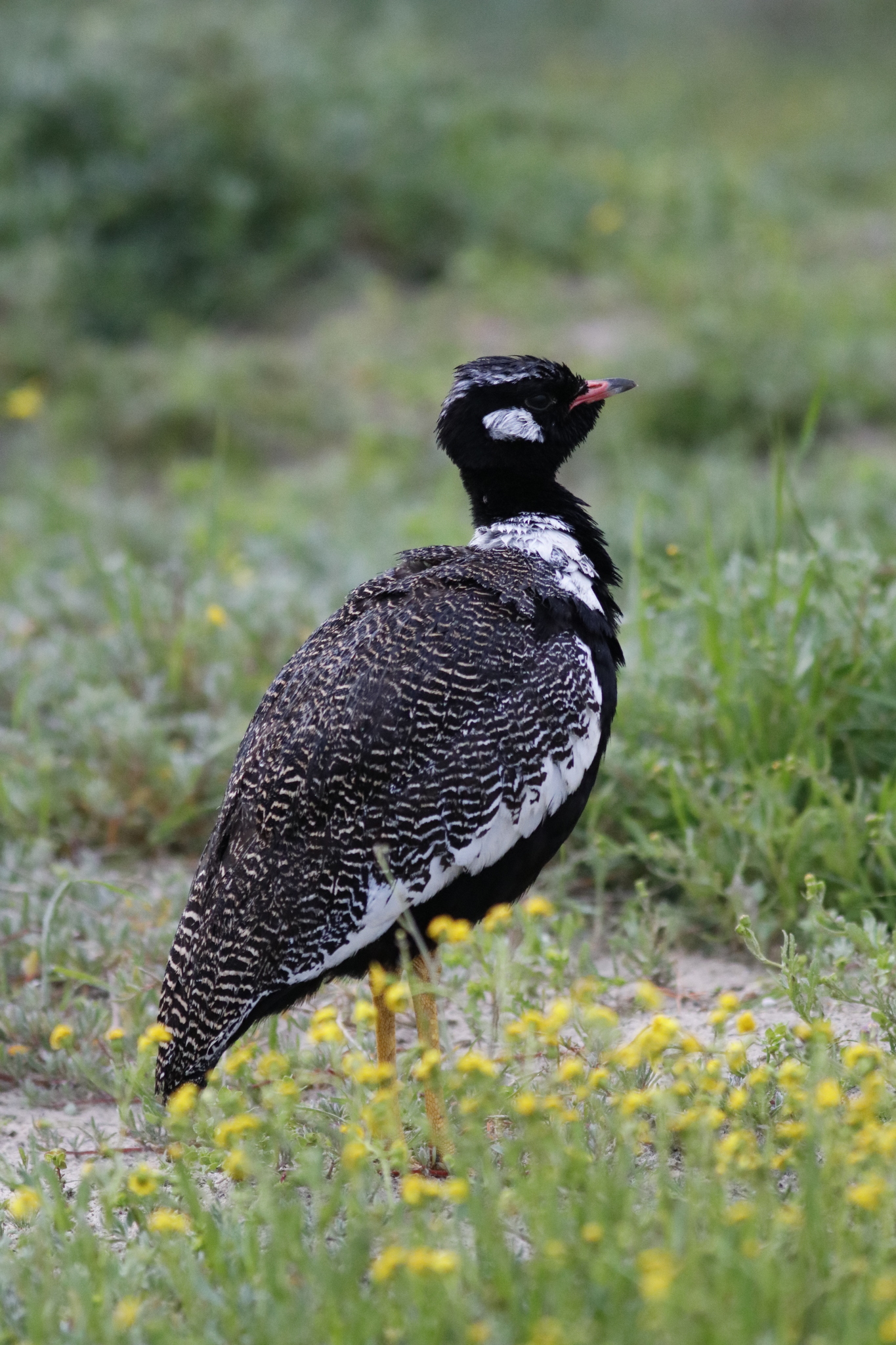 Southern Black Korhaan (Afrotis afra), photo 6