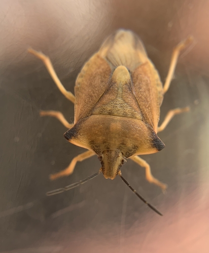 Carpocoris fuscispinus