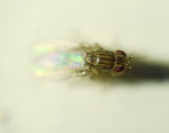 Drosophila busckii