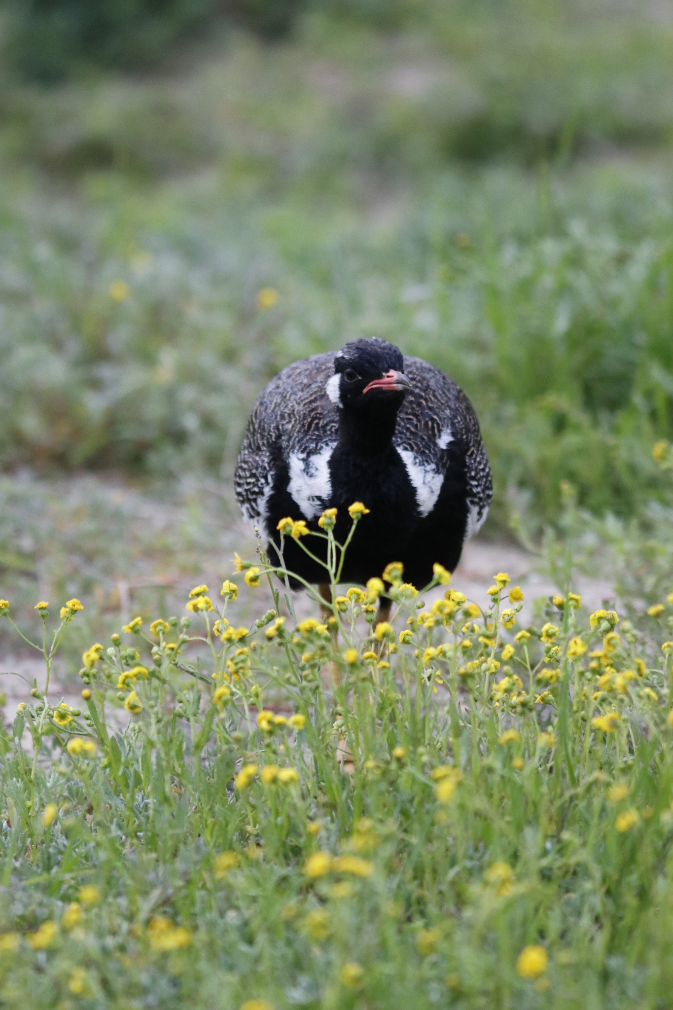 Southern Black Korhaan (Afrotis afra), photo 8