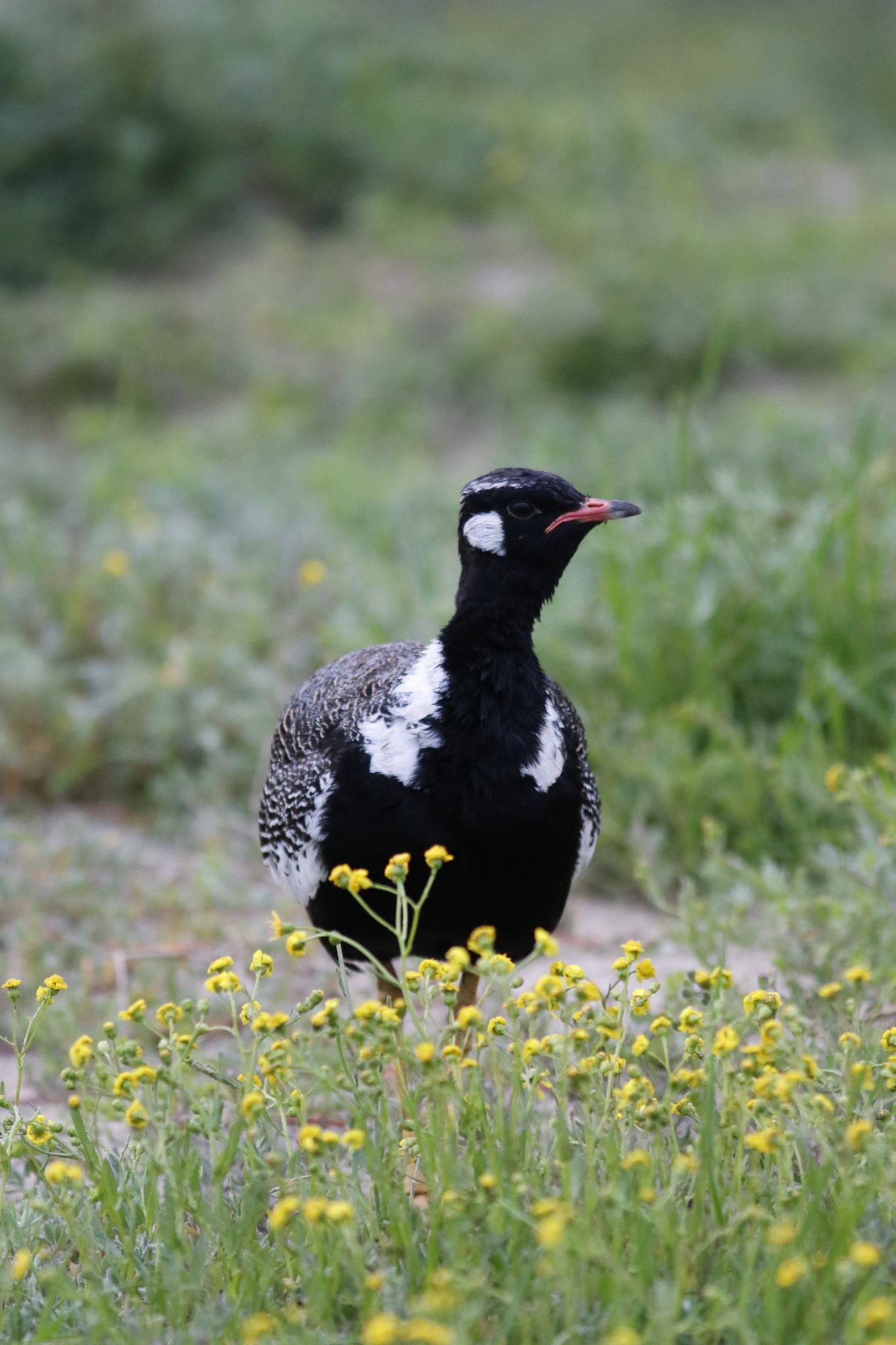 Southern Black Korhaan (Afrotis afra), photo 9
