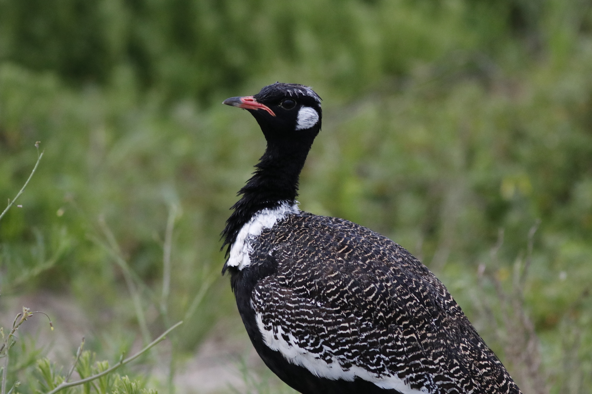 Southern Black Korhaan (Afrotis afra), photo 10