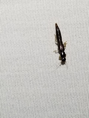 Pinophilus