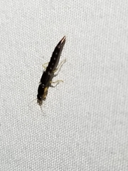 Pinophilus