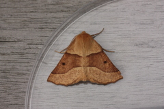 Crocallis elinguaria