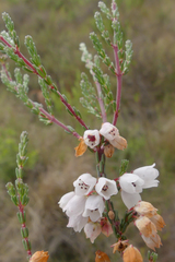 Erica cyathiformis