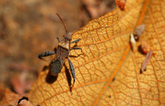 Heegeria tangirica