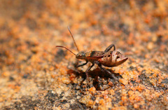 Heegeria tangirica