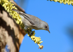 Zosterops mauritianus