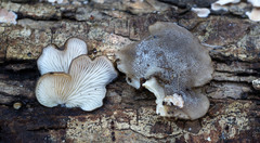 Hohenbuehelia grisea