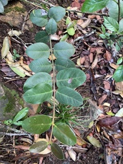 Acokanthera rotundata