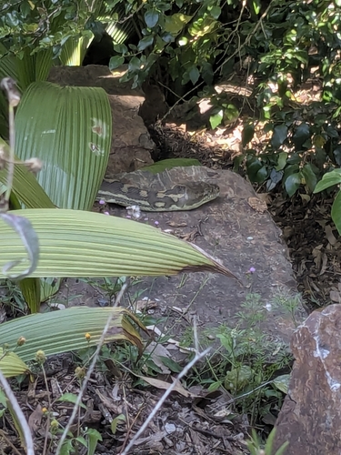 Coastal Carpet Python sighting