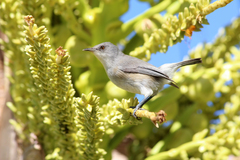 Zosterops mauritianus