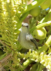 Zosterops mauritianus
