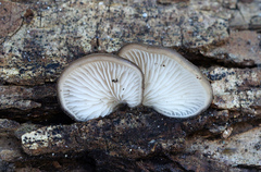 Hohenbuehelia grisea