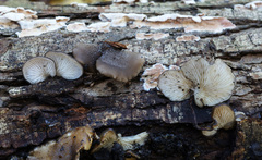 Hohenbuehelia grisea