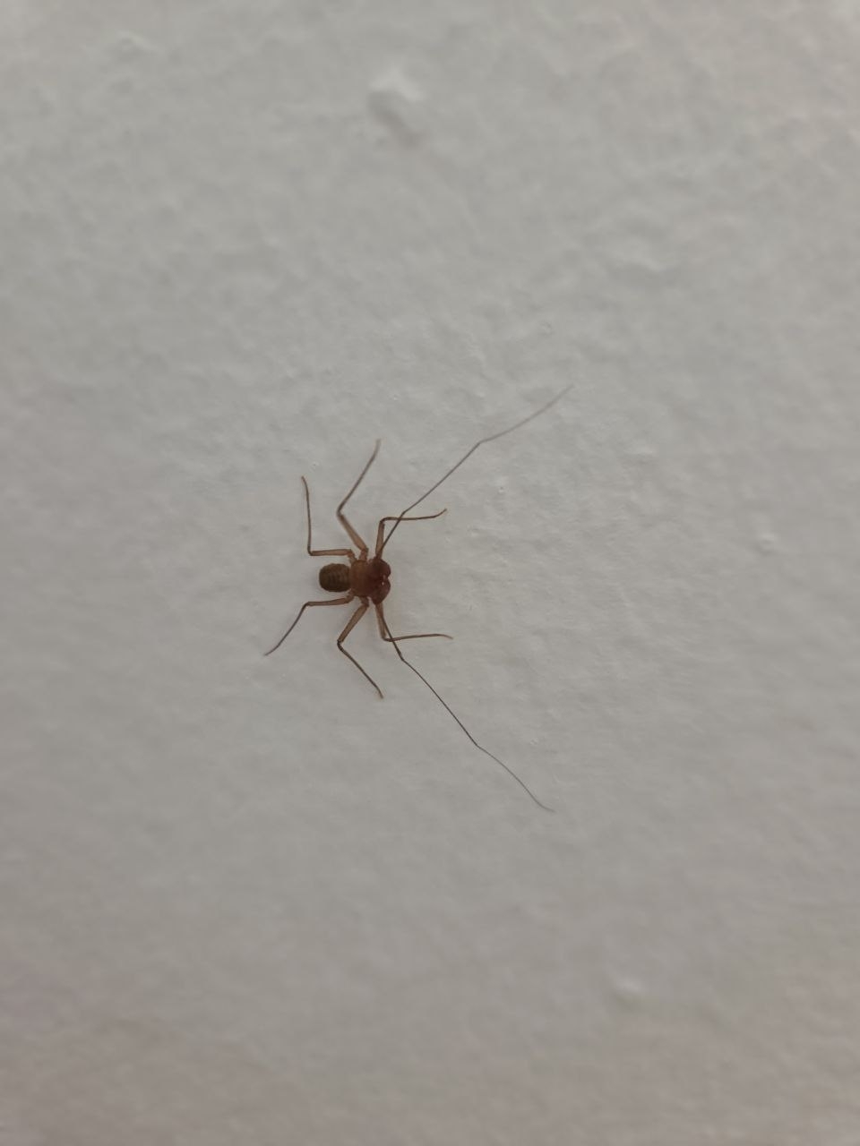 Sarax ioanniticus (Kritscher, 1959)