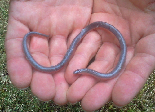 Carphophis amoenus