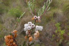 Erica cyathiformis
